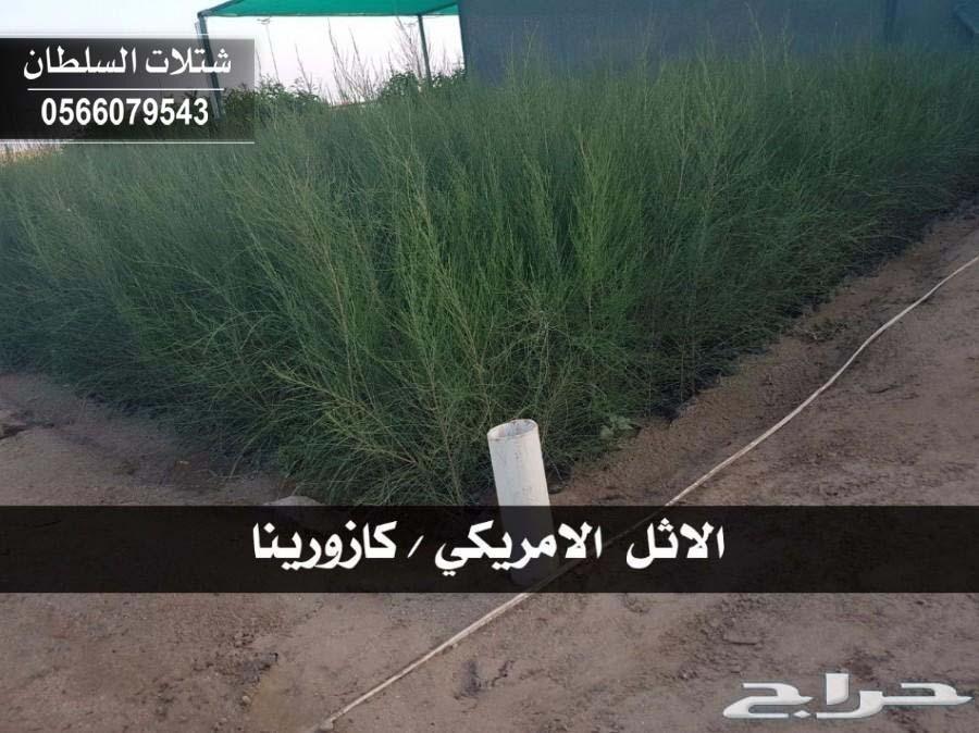 العرض الاقوى شتلات زراعيه تبدا من ريال ونصف