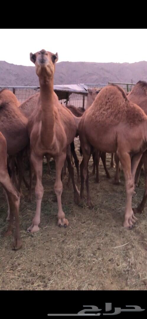 حشو للبيع (تم البيع)