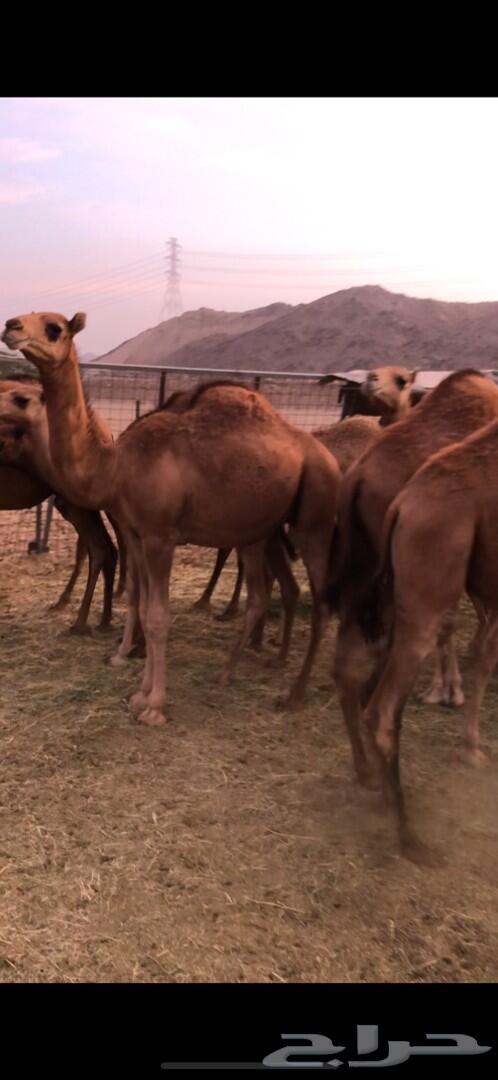 حشو للبيع (تم البيع)