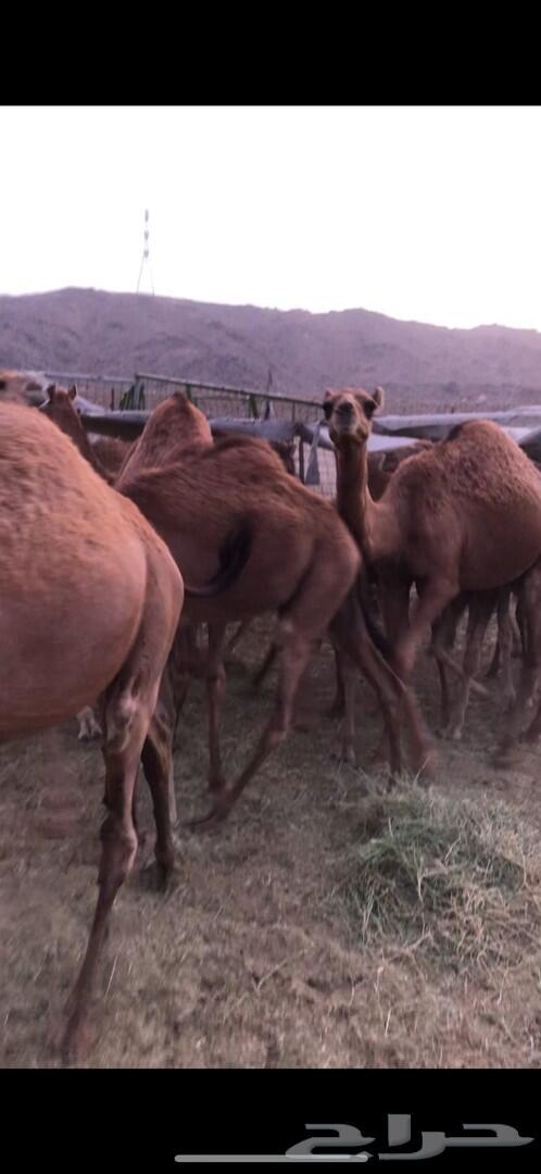 حشو للبيع (تم البيع)