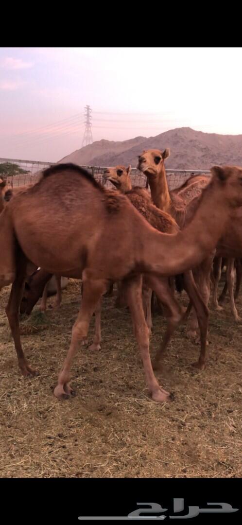 حشو للبيع (تم البيع)