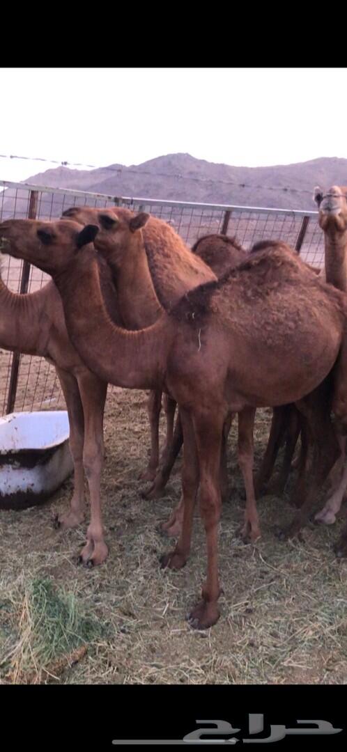 حشو للبيع (تم البيع)
