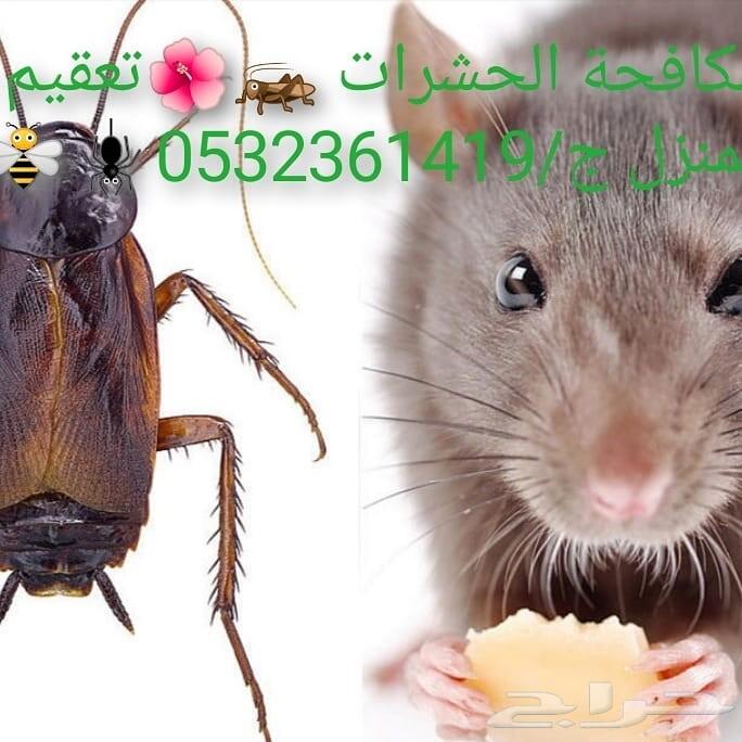 شركة رش مبيدات ومكافحة الحشرات والقوارض
