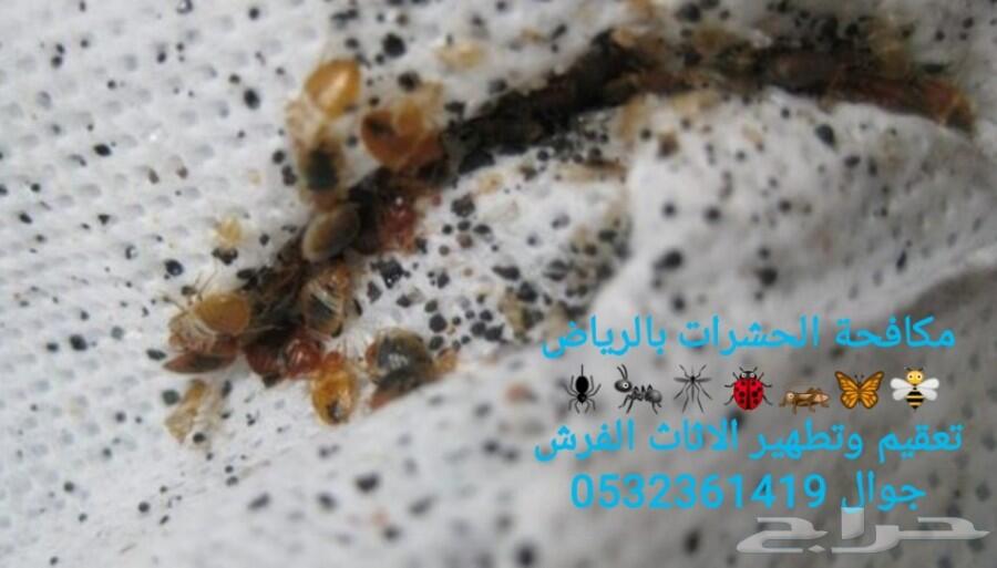 شركة رش مبيدات ومكافحة الحشرات والقوارض
