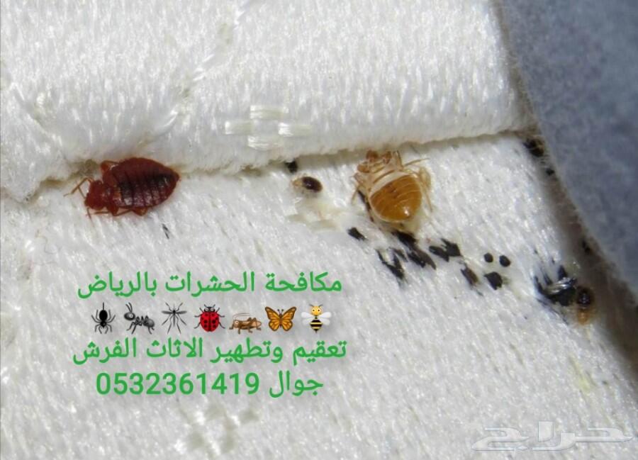 شركة رش مبيدات ومكافحة الحشرات والقوارض