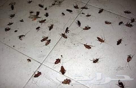 شركة رش حشرات ب جدة نمل صراصير وزغ