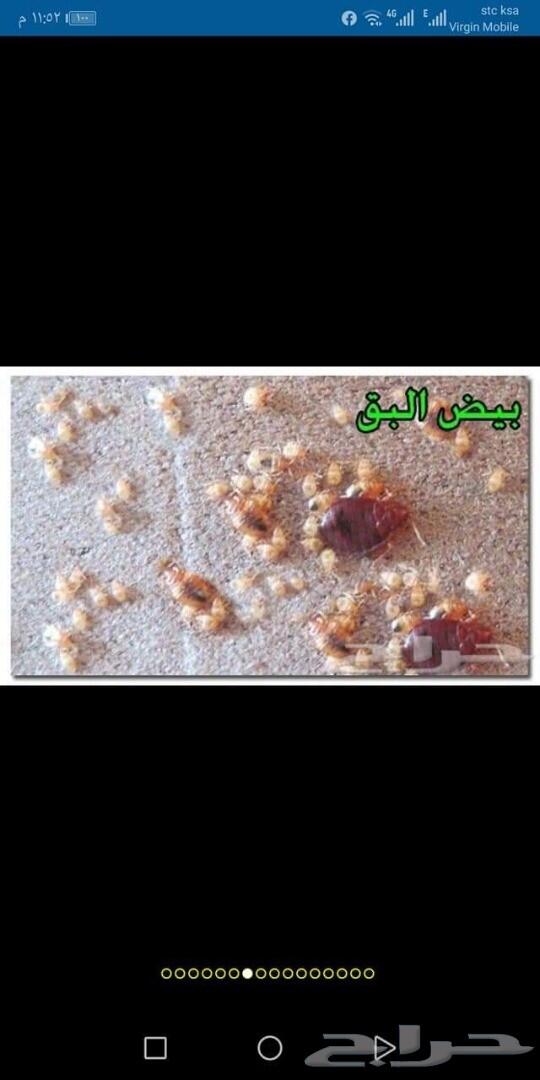 شركة رش حشرات ب جدة نمل صراصير وزغ