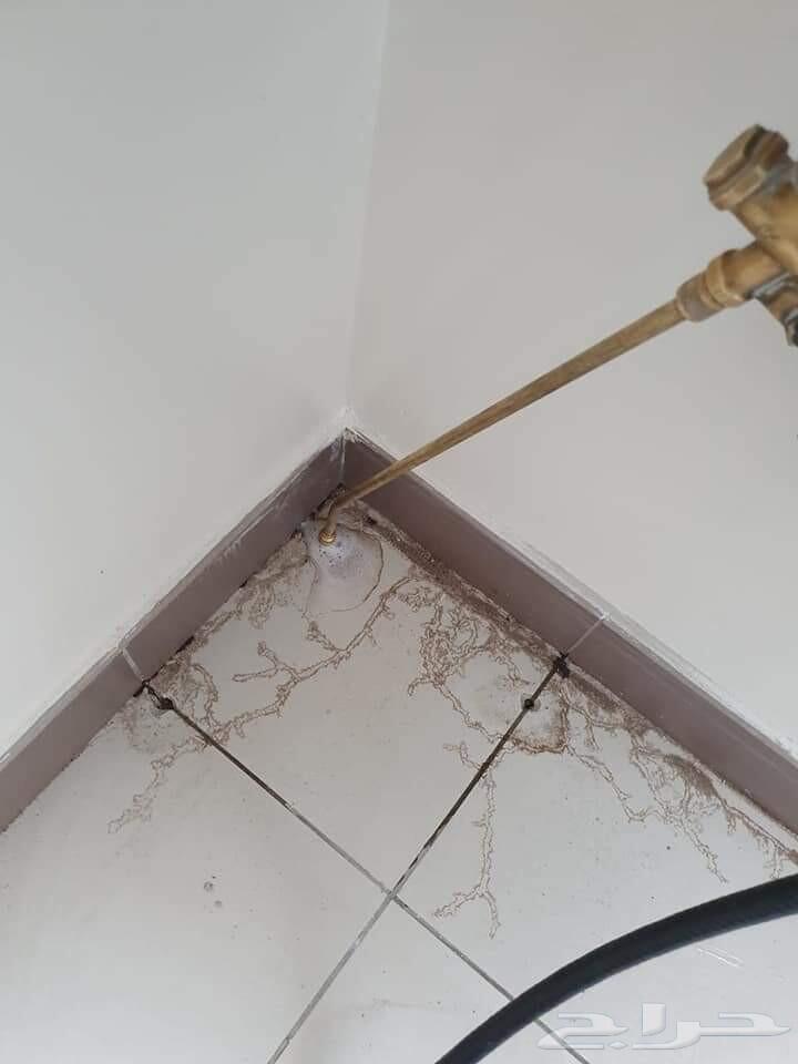 شركة رش حشرات ب جدة نمل صراصير وزغ