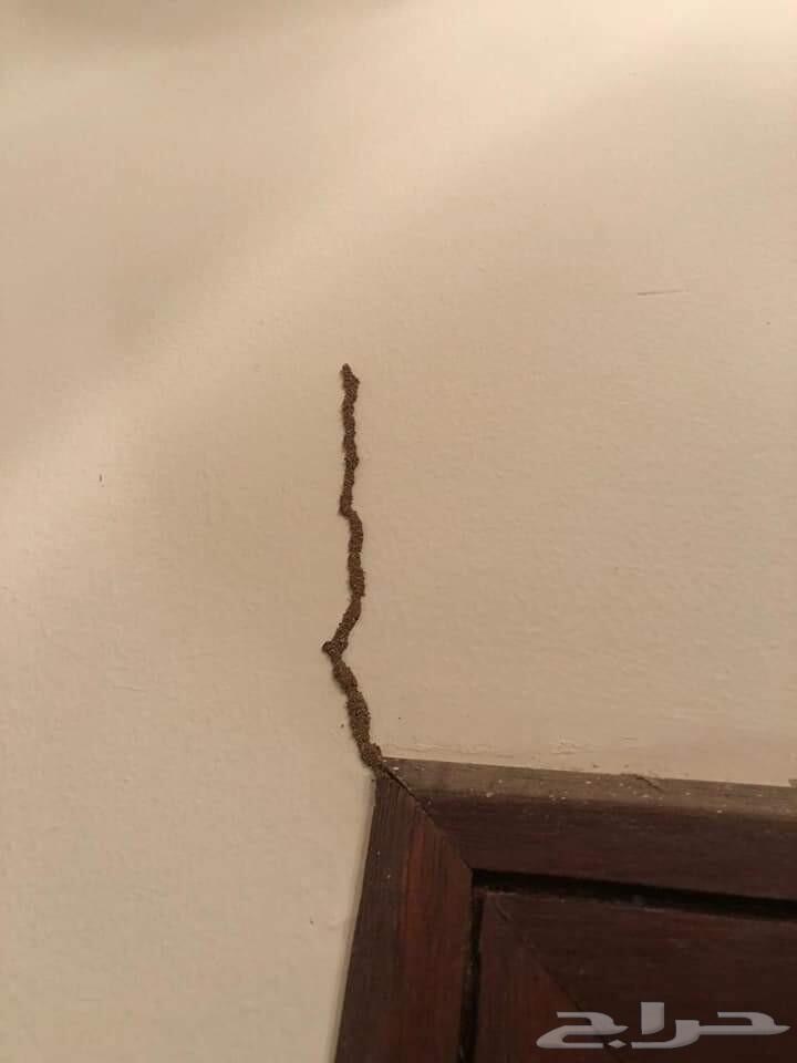 شركة رش حشرات ب جدة نمل صراصير وزغ