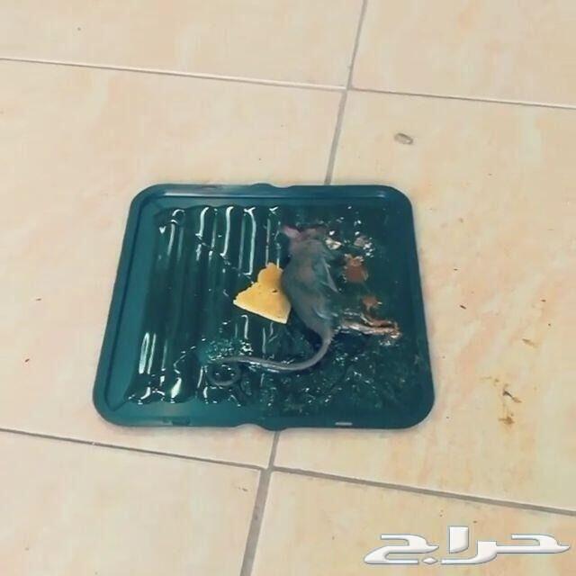 شركة تنظيف غسيل شقق فلل خزانات مجالس كنب خيام