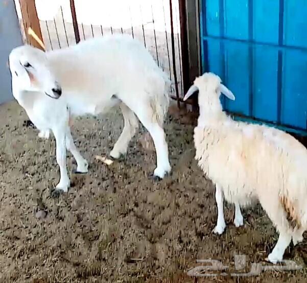 نعجه حريه سديس تحتها رخل ذبيحة(تم البيع)