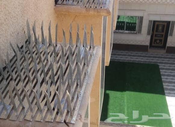 شركة مكافحة الحمام والطيور بالرياض