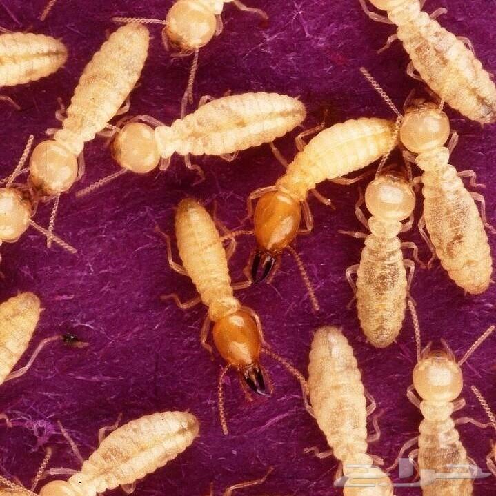 شركه تنظيف وعزل خزانات ابها و خميس مشيط