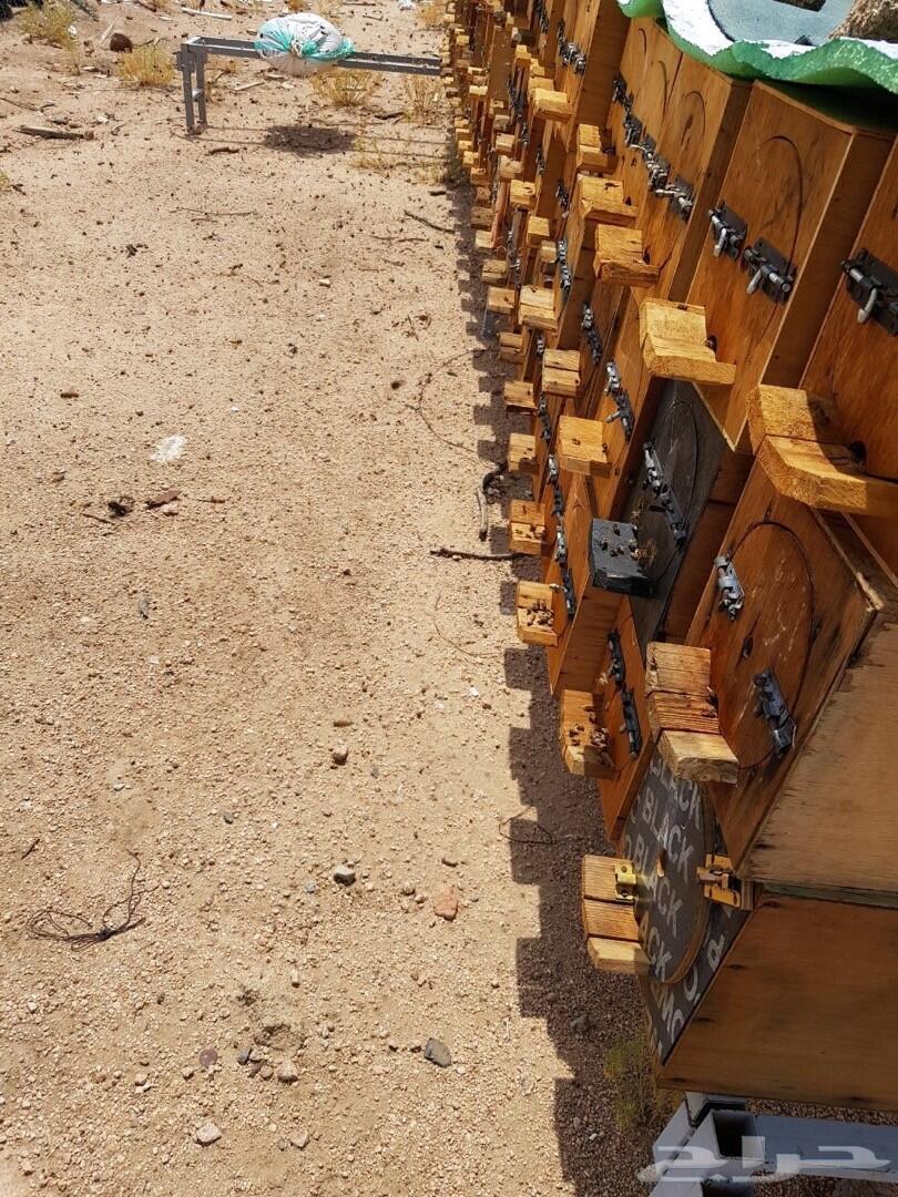 عسل عسل عرض اي كيلوب200 ريال اصلي ومضمون