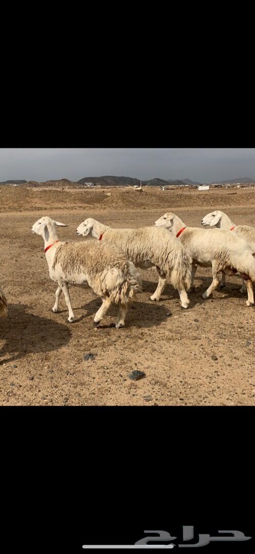 غنم حرية حرش جروم صنف فاخر تم البيع