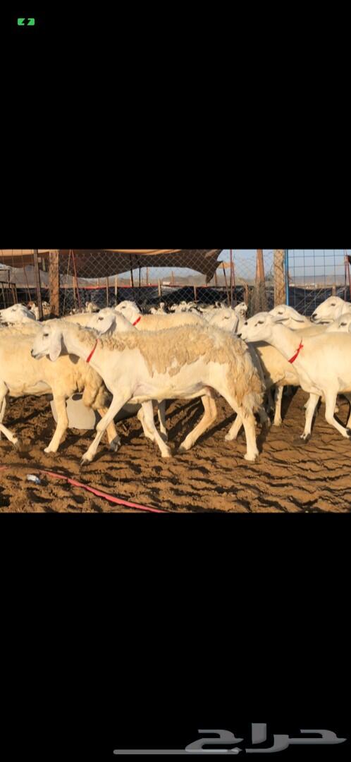 غنم حرية صنف ضغط عالي ( تم البيع )