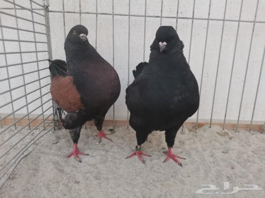 زوج مودينا أمريكي TOP(تم البيع)