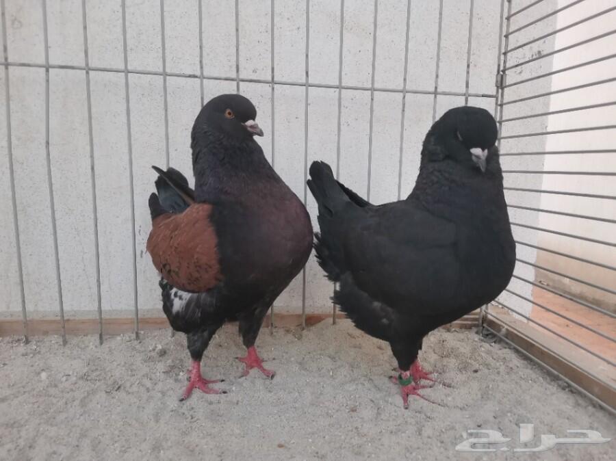 زوج مودينا أمريكي TOP(تم البيع)