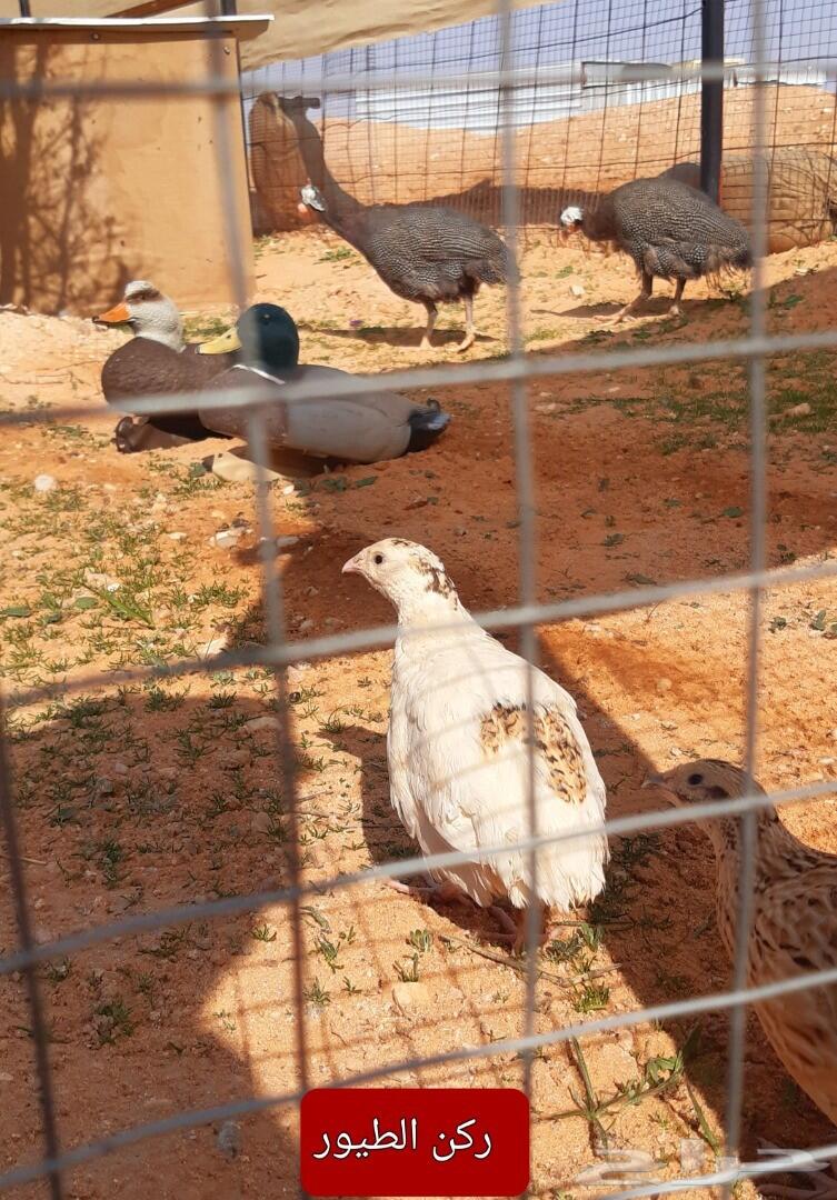الذيبية مخيم للايجار اليومي