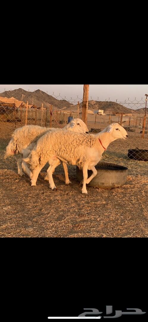 فحول حريه حرش صنف الصنف 2 مشروطه