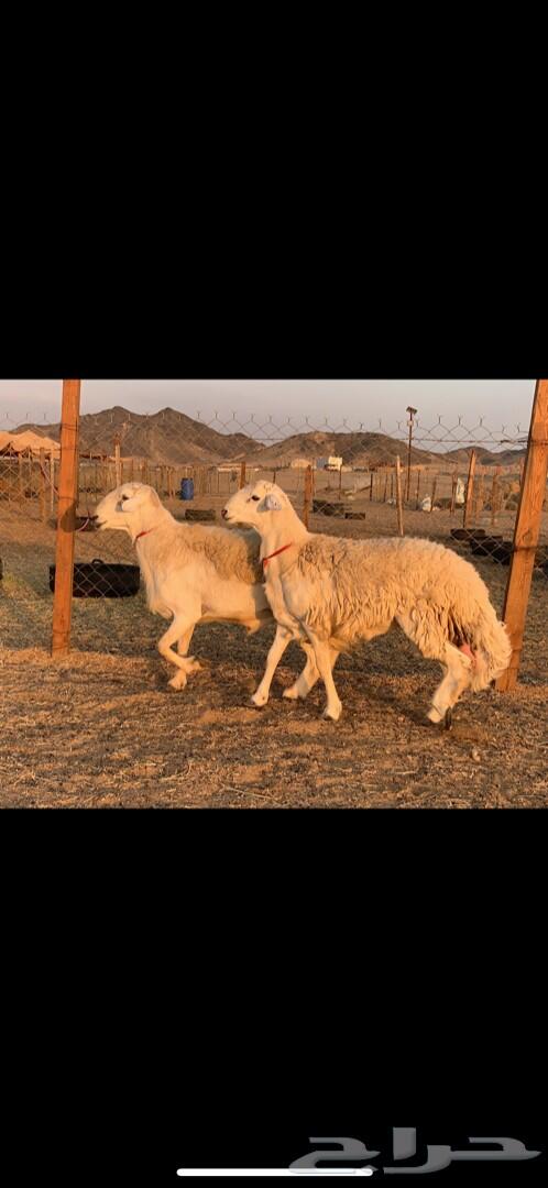 فحول حريه حرش صنف الصنف 2 مشروطه