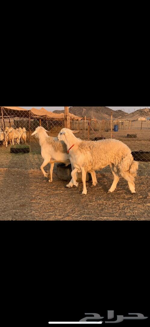 فحول حريه حرش صنف الصنف 2 مشروطه