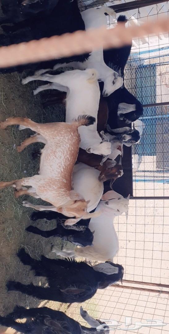 طليان رخال تيوس قعدان . .. السر .. .