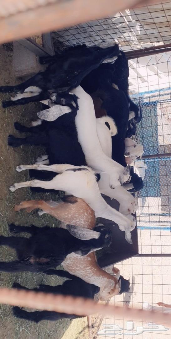 طليان رخال تيوس قعدان . .. السر .. .