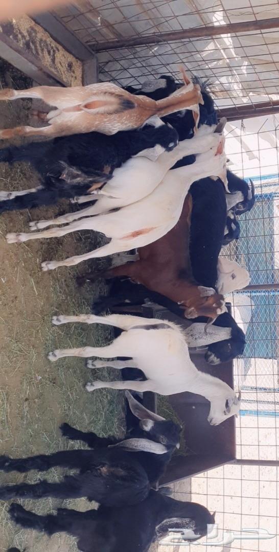 طليان رخال تيوس قعدان . .. السر .. .