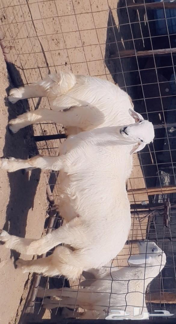 طليان رخال تيوس قعدان . .. السر .. .