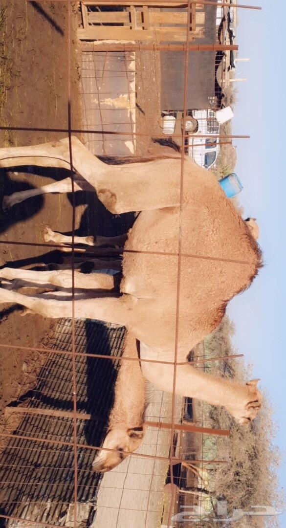 طليان رخال تيوس قعدان . .. السر .. .