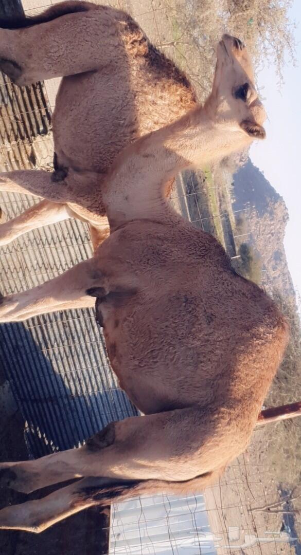 طليان رخال تيوس قعدان . .. السر .. .