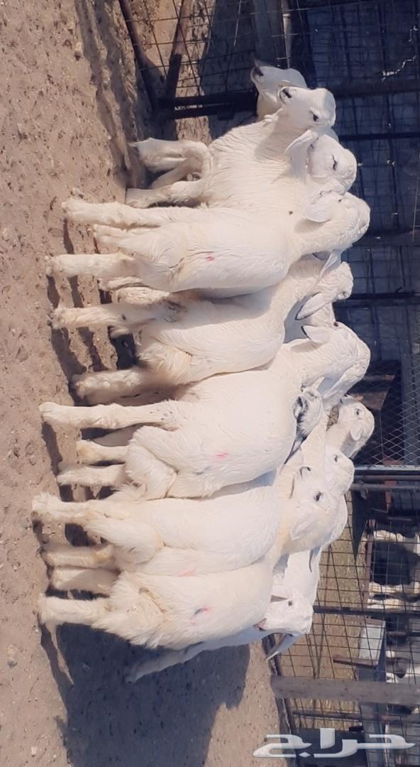 طليان رخال تيوس قعدان . .. السر .. .