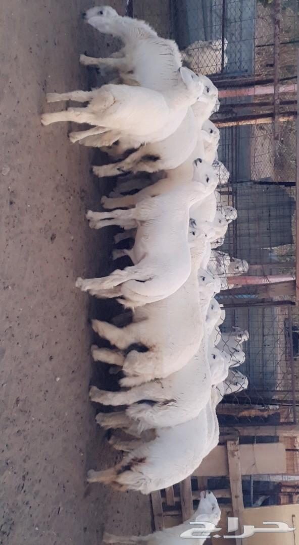 طليان رخال تيوس قعدان . .. السر .. .