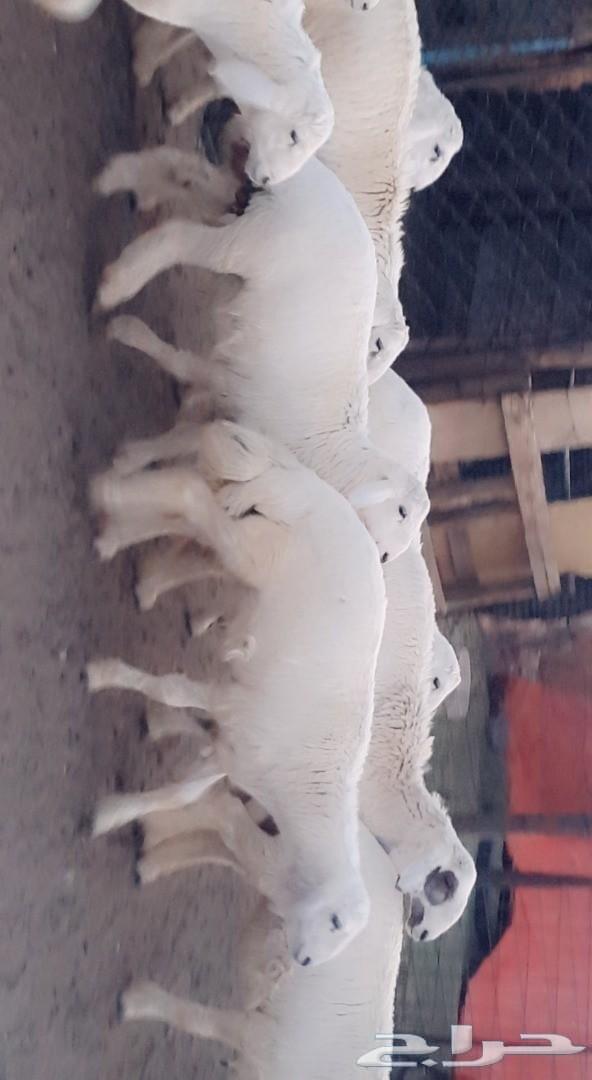 طليان رخال تيوس قعدان . .. السر .. .