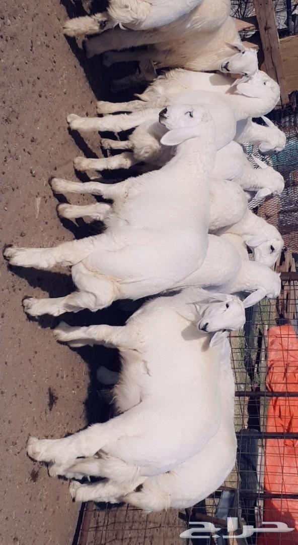 طليان رخال تيوس قعدان . .. السر .. .