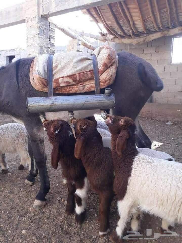 راعي غنم يعرف يصلخ ويجبر ويولد ويرضع