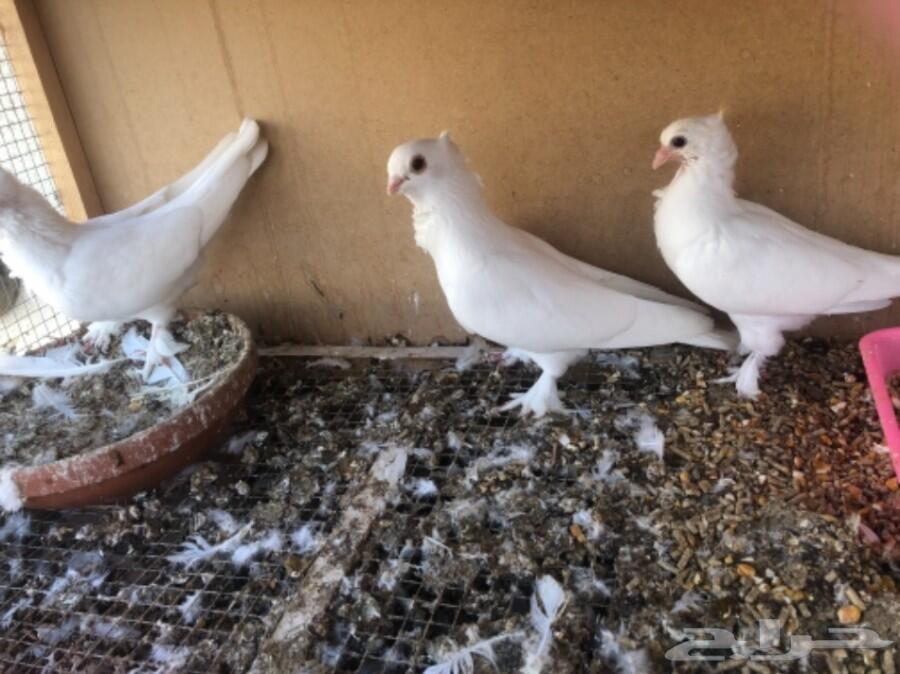 جوز قطني معاه فرخ